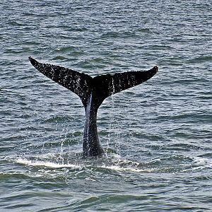 Humpback whale flukes