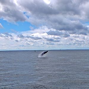 Humpback whale breaching