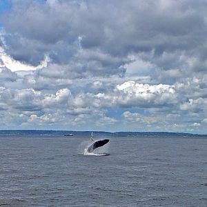 Humpback whale breaching