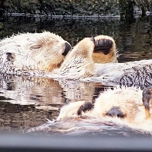 Southern sea otters