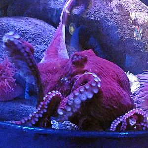 Giant Pacific octopus