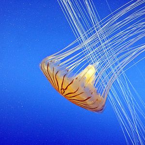 Pacific sea nettle