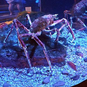 Japanese spider crab