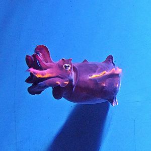 Flamboyant cuttlefish