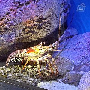 Caribbean spiny lobster