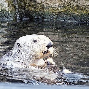 Southern sea otter