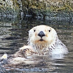 Southern sea otter
