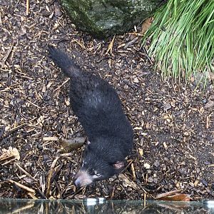 Tasmanian Devil Enjoying the Rain