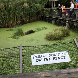 American Alligator Exhibit (Small)