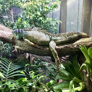 Green iguana (Iguana iguana)