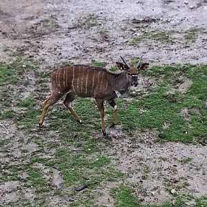 Lowland nyala (Tragelaphus angasii)