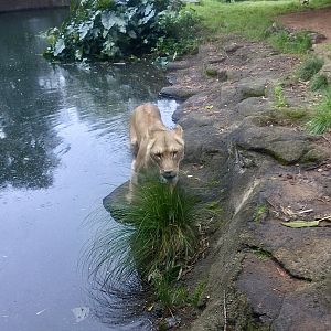 Kibibi near Moat Edge