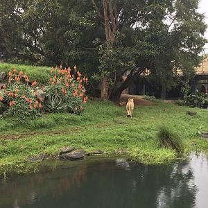 African Lion Exhibit (Viewing Hut End)