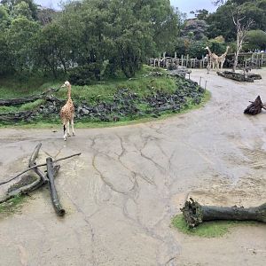 Rain on the African Savannah