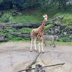 Billy the Giraffe (3.75 years old)
