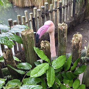 Otis the Greater Flamingo