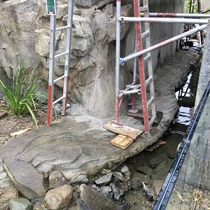 Asian Small-clawed Otter Exhibit (Connecting water channel)