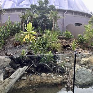 Asian Small-clawed Otter Exhibit (Large)