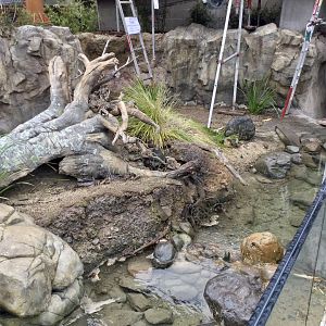 Asian Small-clawed Otter Exhibit (Small)