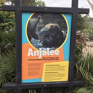 Sri Lankan Elephant Profile - Anjalee