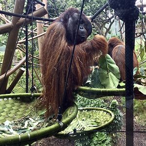 Charlie the Bornean Orangutan