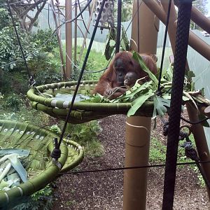 Melur and her new infant