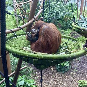 11 Week Old Bornean Orangutan
