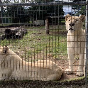 White Lionesses
