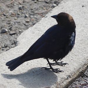 Brown-headed Cowbird
