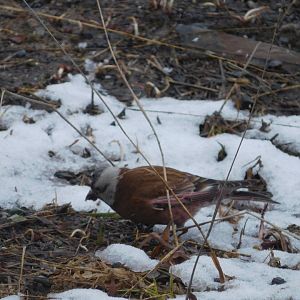 Grey-crowned rosy-finch