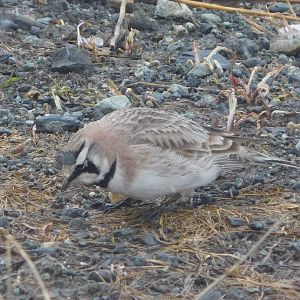 Shore Lark