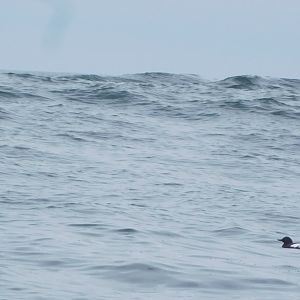 Pigeon Guillemot