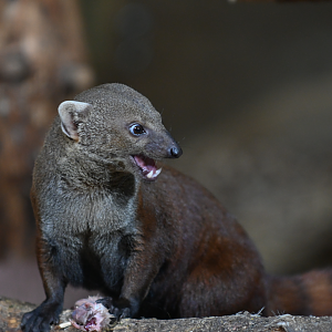 Ring-tailed Vontsira