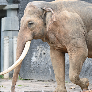 Aleksander - the biggest Asian Elephant in Europe
