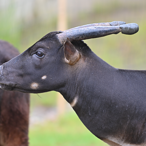 Lowland Anoa