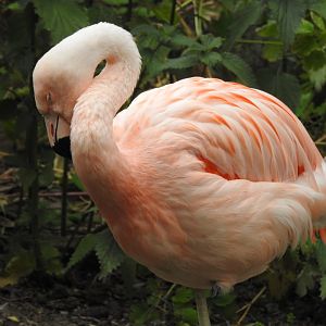 Flamingo, waterfowl exhibit