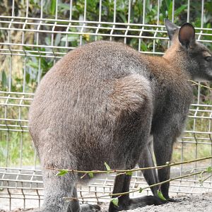 Kangaroo (or wallaby?)