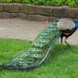 Indian peafowl