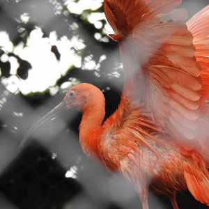 Red Ibis