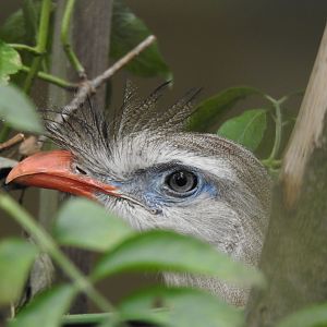 Red-legged seriema