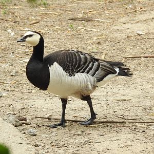 Barnacle Goose