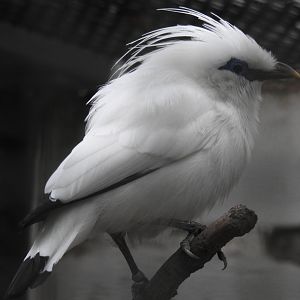 Bali myna