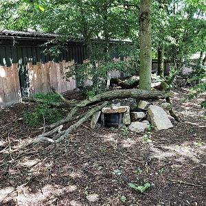 Raccoon dog enclosure