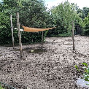 Part of the Central European wild boar enclosure