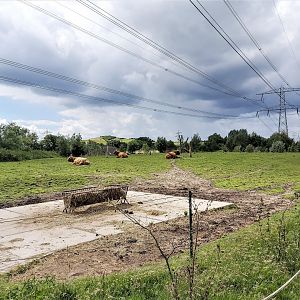 Scottish highland cattle enclosure