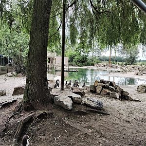 Humboldt penguin enclosure