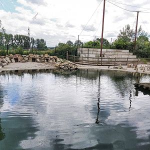 Humboldt penguin enclosure