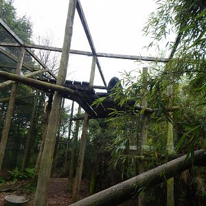 Black leopard enclosure 150522