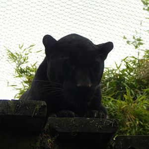 Black leopard 150522