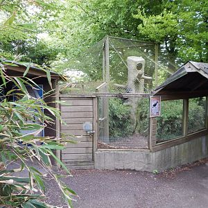 Abyssinian ground hornbill aviary 150522